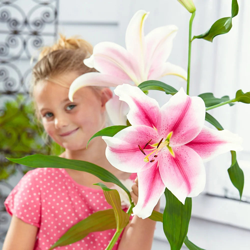 white lily with pink center Giant Hybrid Lily Pink Brilliant