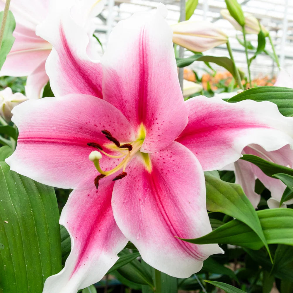 hybrid lily flower Giant Hybrid Lily Pink Brilliant