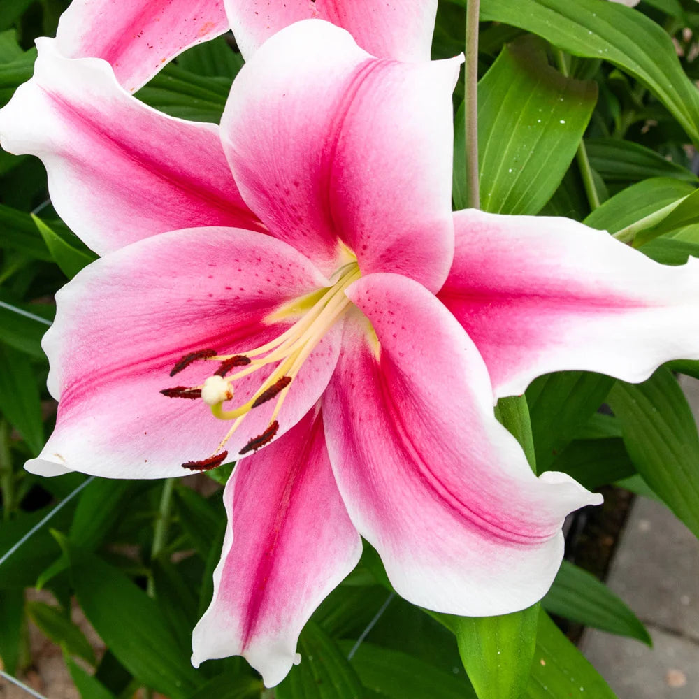 pink lily like flower Giant Hybrid Lily Pink Brilliant