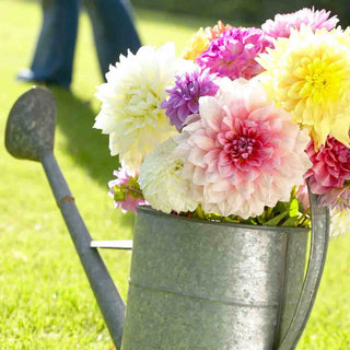 Large Decorative Dahlia Mixed