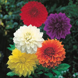 Large Decorative Dahlia Mixed