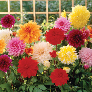 Large Decorative Dahlia Mixed