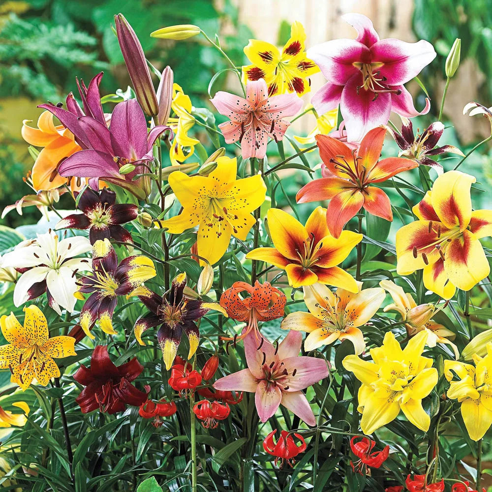 lily flower season All Summer Lily Mix