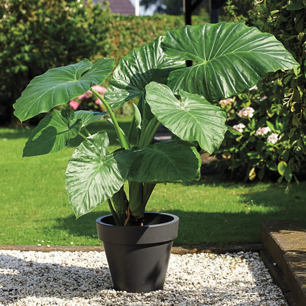 alocasia elephant ear plants Upright Elephant Ear Odora