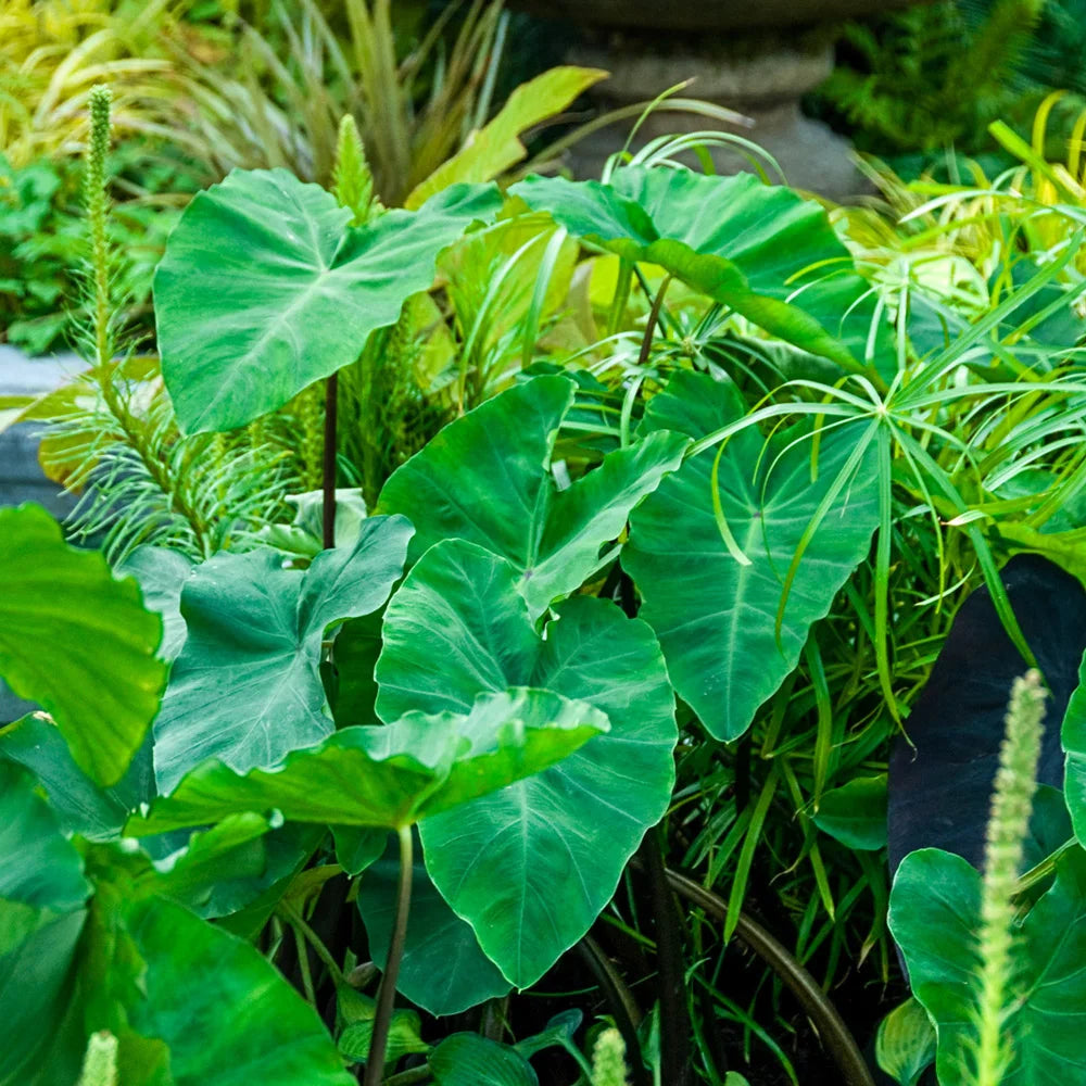 lime elephant ear plant Upright Elephant Ear Odora