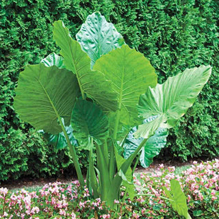 Upright Elephant Ear Odora