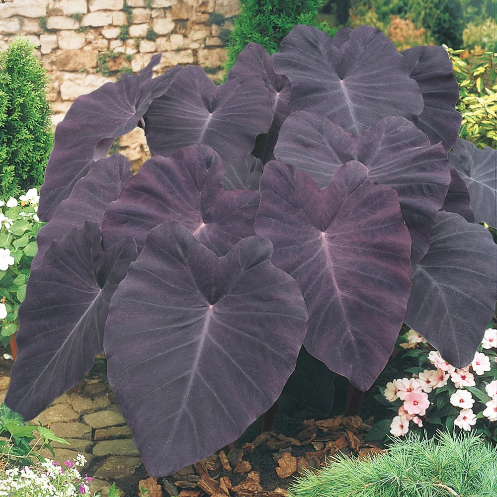 black elephant ear plant bunnings Colocasia esculenta Black Magic