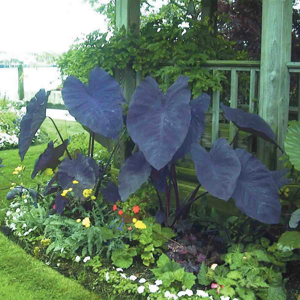 colocasia esculenta and elephant ear plants Elephant Ear esculenta Black Magic