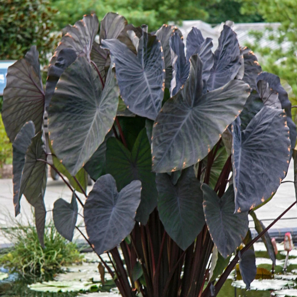 watering elephant ear plant Elephant Ear esculenta Black Magic