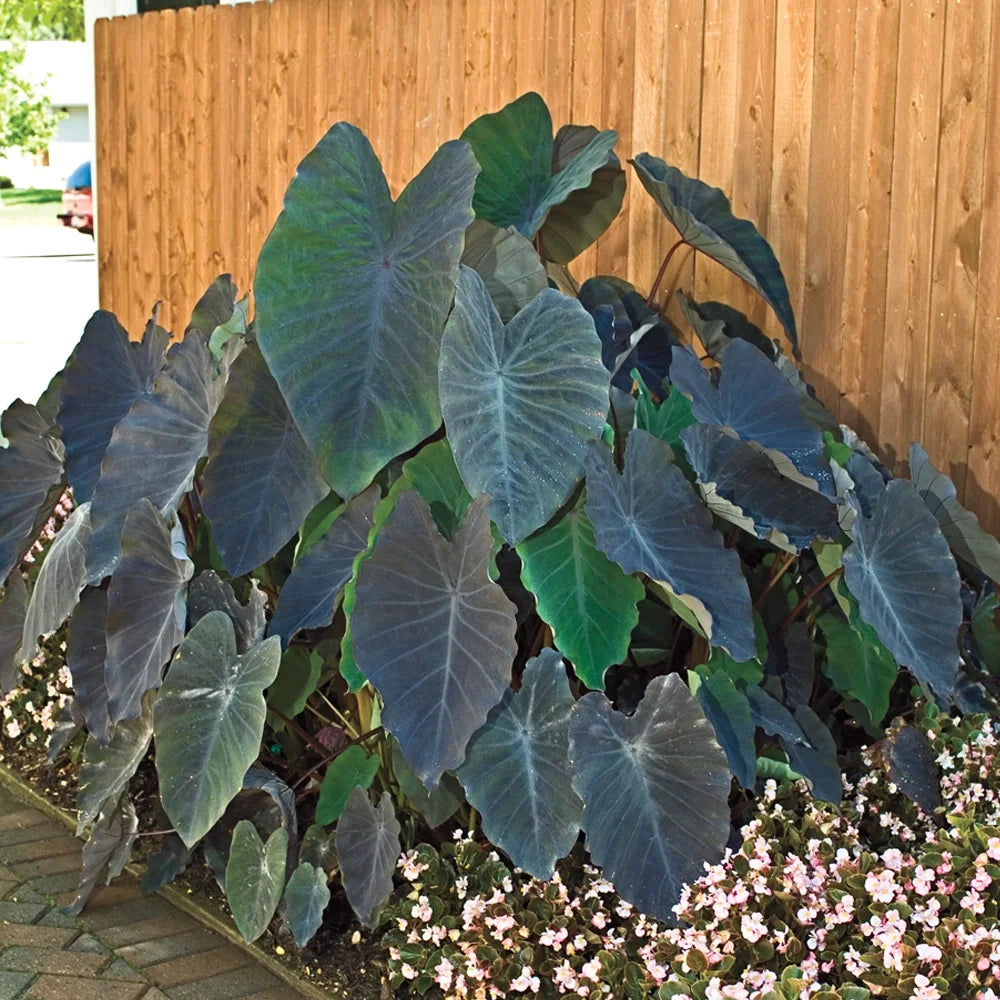 where to plant black magic elephant ears Elephant Ear esculenta Black Magic