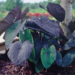Colocasia esculenta Black Magic