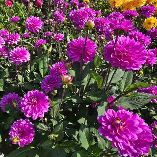 Karma Dahlias Lagoon