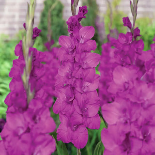 Hybrid Gladiolus Sugar Plum