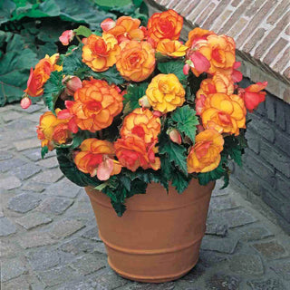 Picotee Begonias Yellow-Red