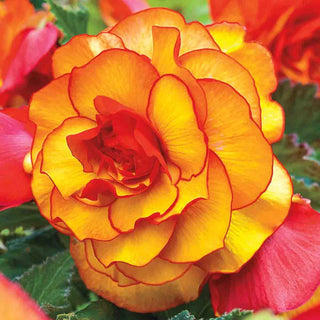 Picotee Begonias Yellow-Red