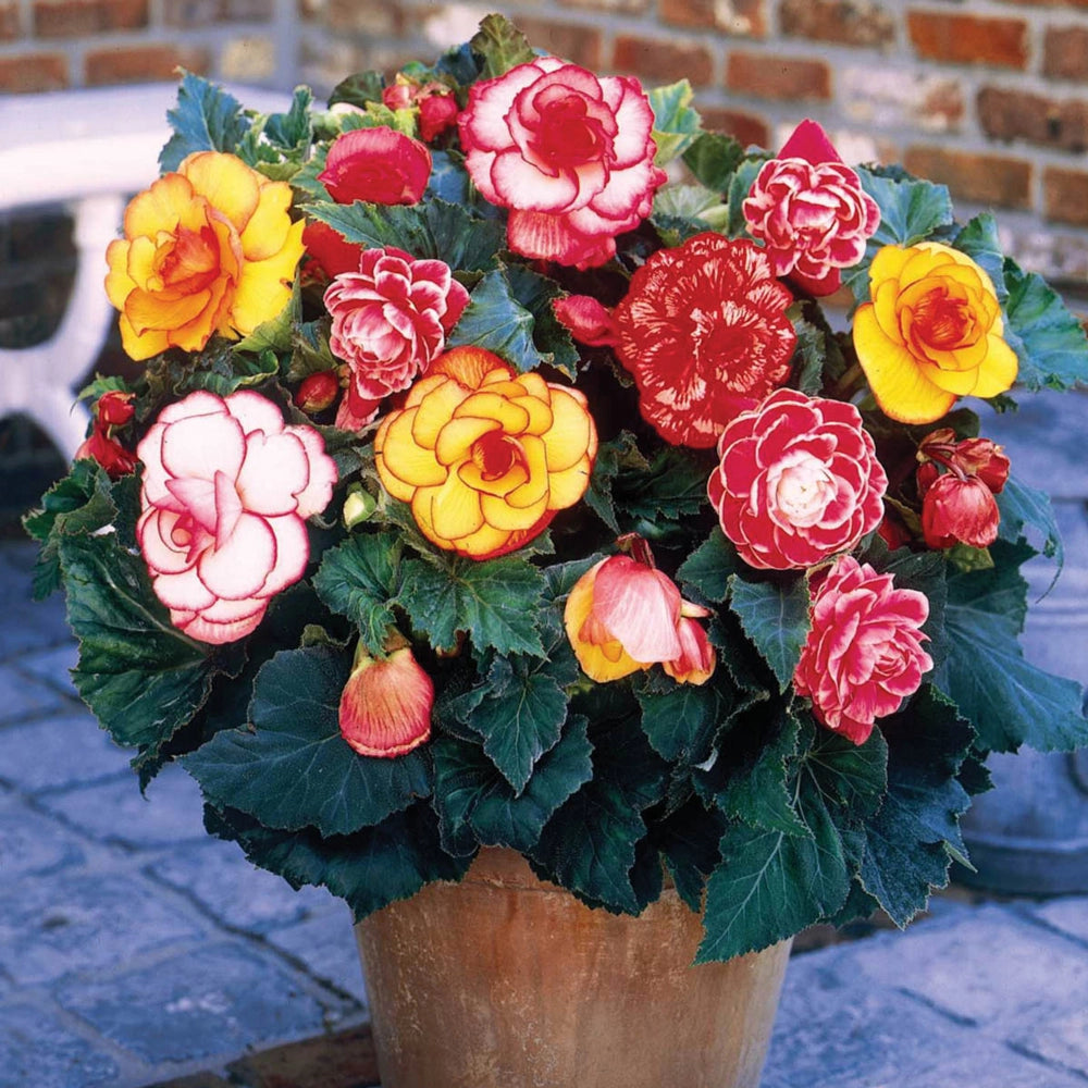 begonia potting mix Picotee Begonias Mix