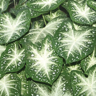 Stardust Colorful Shade Loving Caladium
