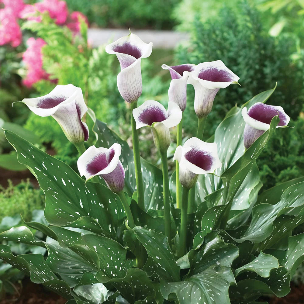 calla white lily Hybrid Calla Lilies Vermeer