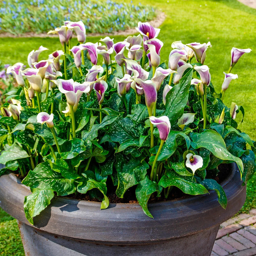 plant that looks like calla lily Hybrid Calla Lilies Vermeer
