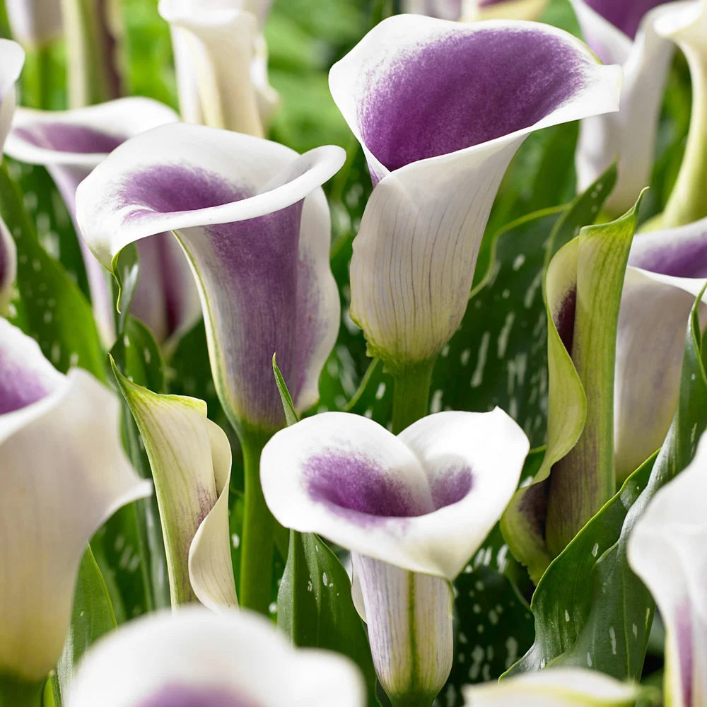 white purple lily Hybrid Calla Lilies Vermeer
