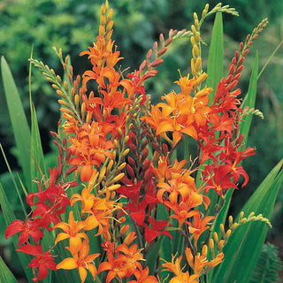 Crocosmia Mix