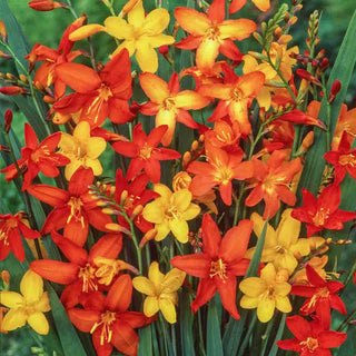 Crocosmia Mix