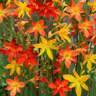 Crocosmia Mix