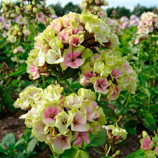 Hardy Tall Phlox Crème de la Crème