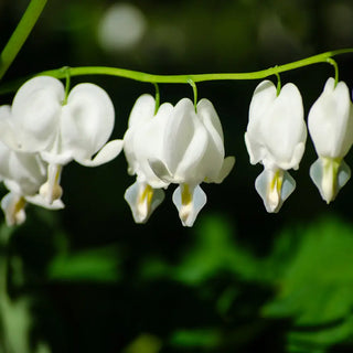 Dicentra spectabilis Alba