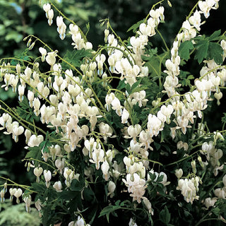 Dicentra spectabilis Alba