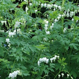 Dicentra spectabilis Alba