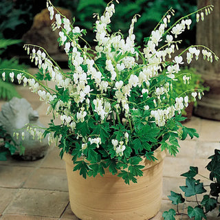 Dicentra spectabilis Alba