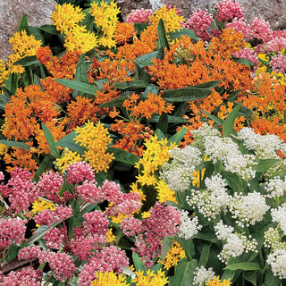 Asclepias Mix