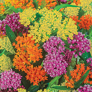 Asclepias Mix
