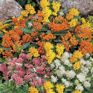 Asclepias Mix