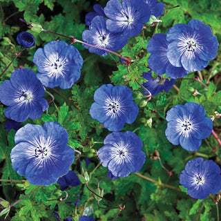 Hardy Geranium Rozanne