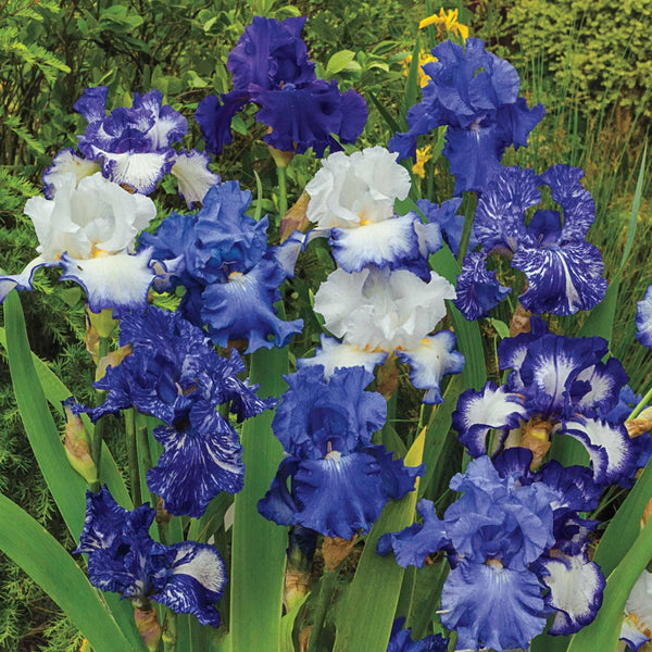 Blumes® 71797_grande.webp?v=1721897581