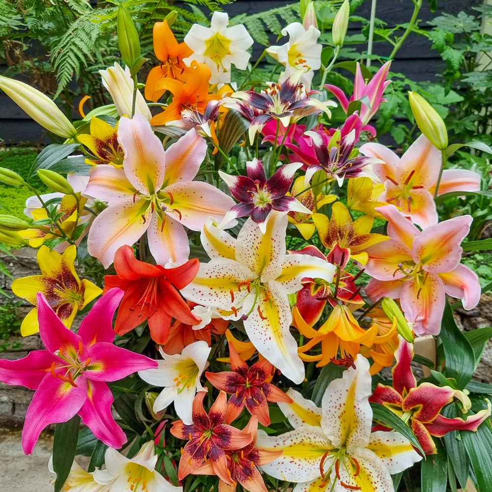 do asiatic lilies bloom all summer All Summer Lily Mix
