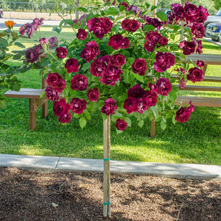 24" Tree Rose Burgundy Iceberg