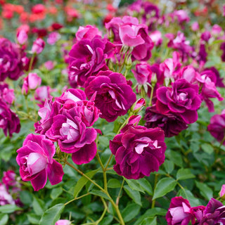 24" Tree Rose Burgundy Iceberg