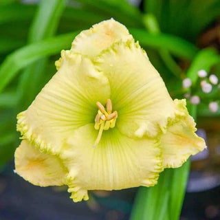 Daylily Lemon Pop