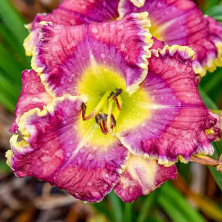 Daylily Rude Awakening