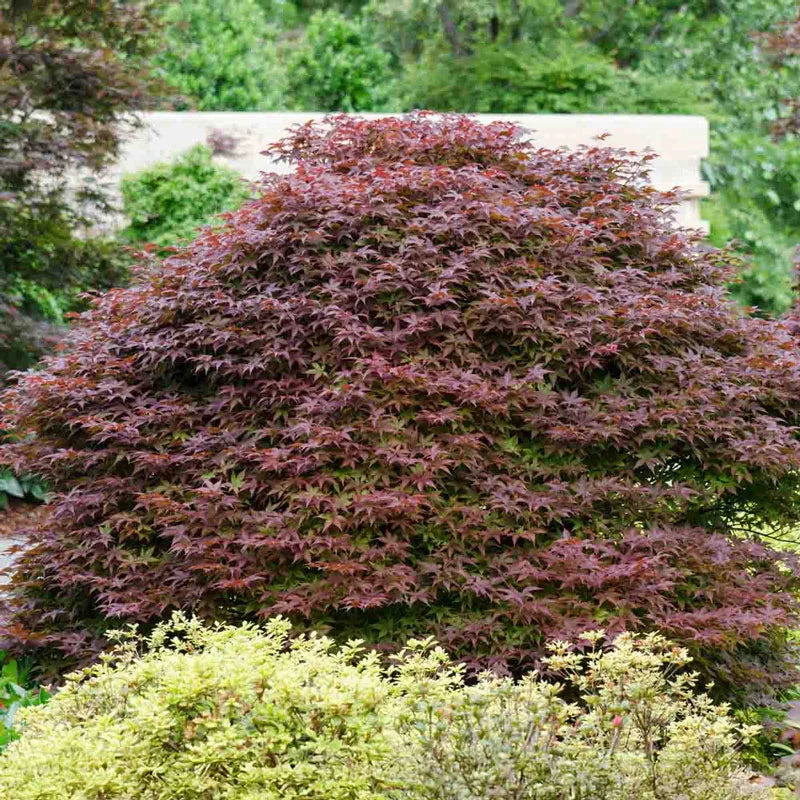 Rhode Island Red Japanese Maple – K. van Bourgondien