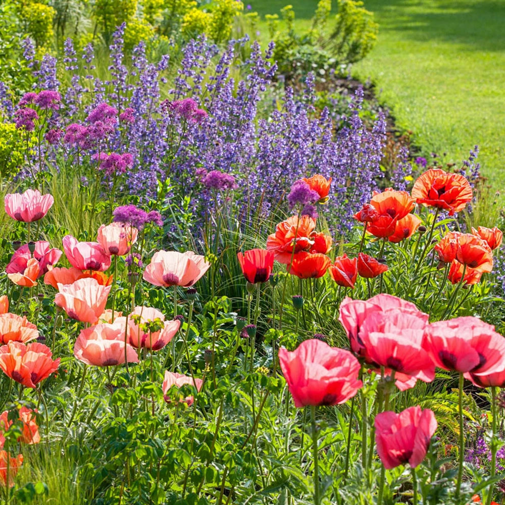 Dutch Poppy Oriental Poppy Mixture | K. van Bourgondien Wholesale