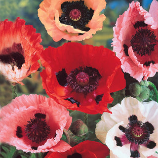 Oriental Poppy Mixture