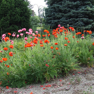 Oriental Poppy Mixture