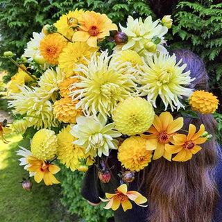 Citrus Punch Dahlia Blend