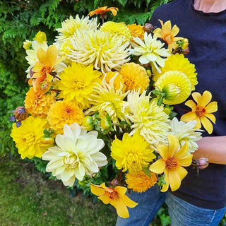 Citrus Punch Dahlia Blend