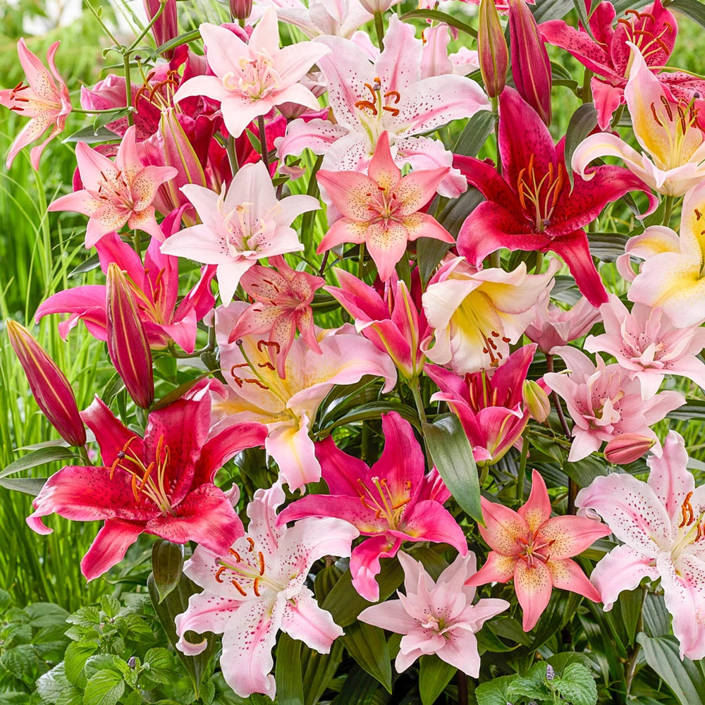 asiatic lily pink Pink Lily Mix