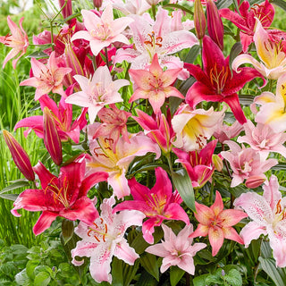 Pink Lily Mix